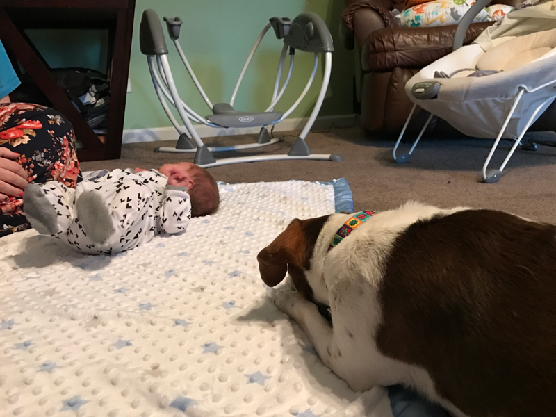 Illustration for article titled Ginger is meeting and getting to know her new little brother.